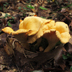 Cantharellus lateritius 'Smooth Chanterelle'